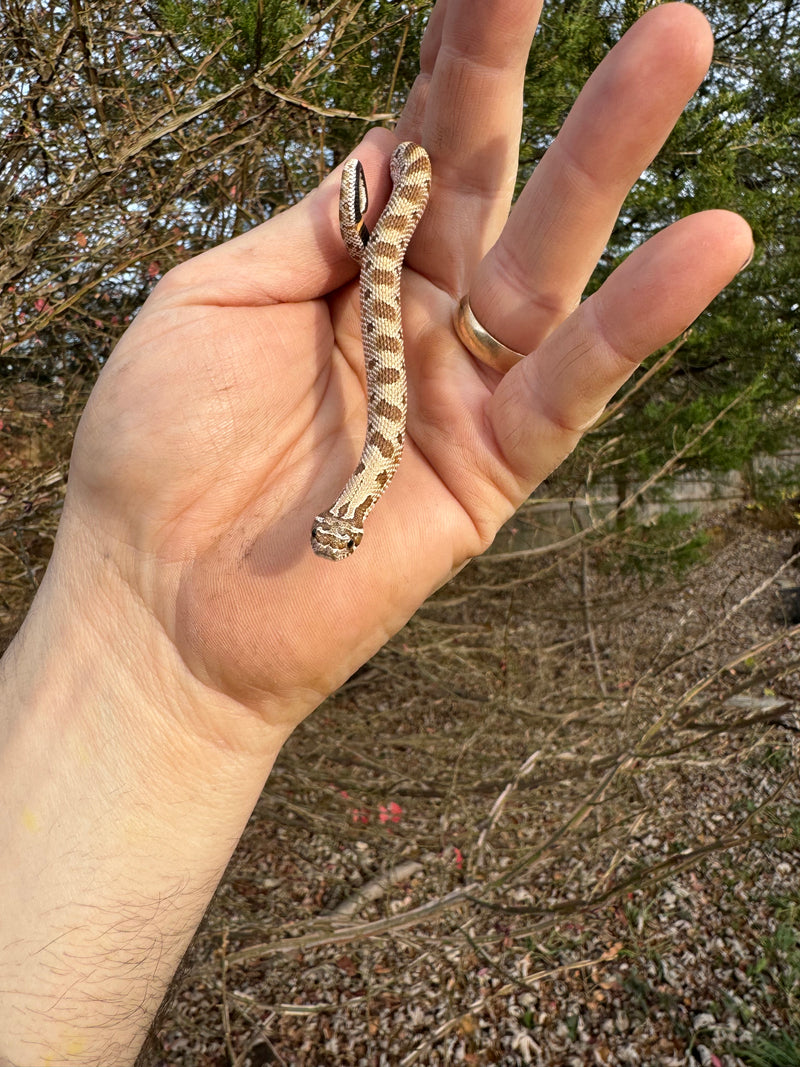 Anaconda Western Hognose Snake Female