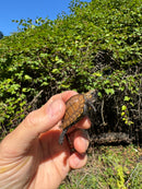 Keeled Box Turtle Baby 2025