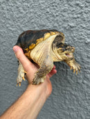 Hypomelanistic Common Snapping Turtle 2024
