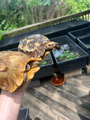 Homes Hinge-back Tortoise Adult Pair