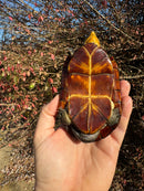 White Lipped Mud Turtle Adult Pair