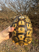 Libyan Greek Tortoise Adult Female
