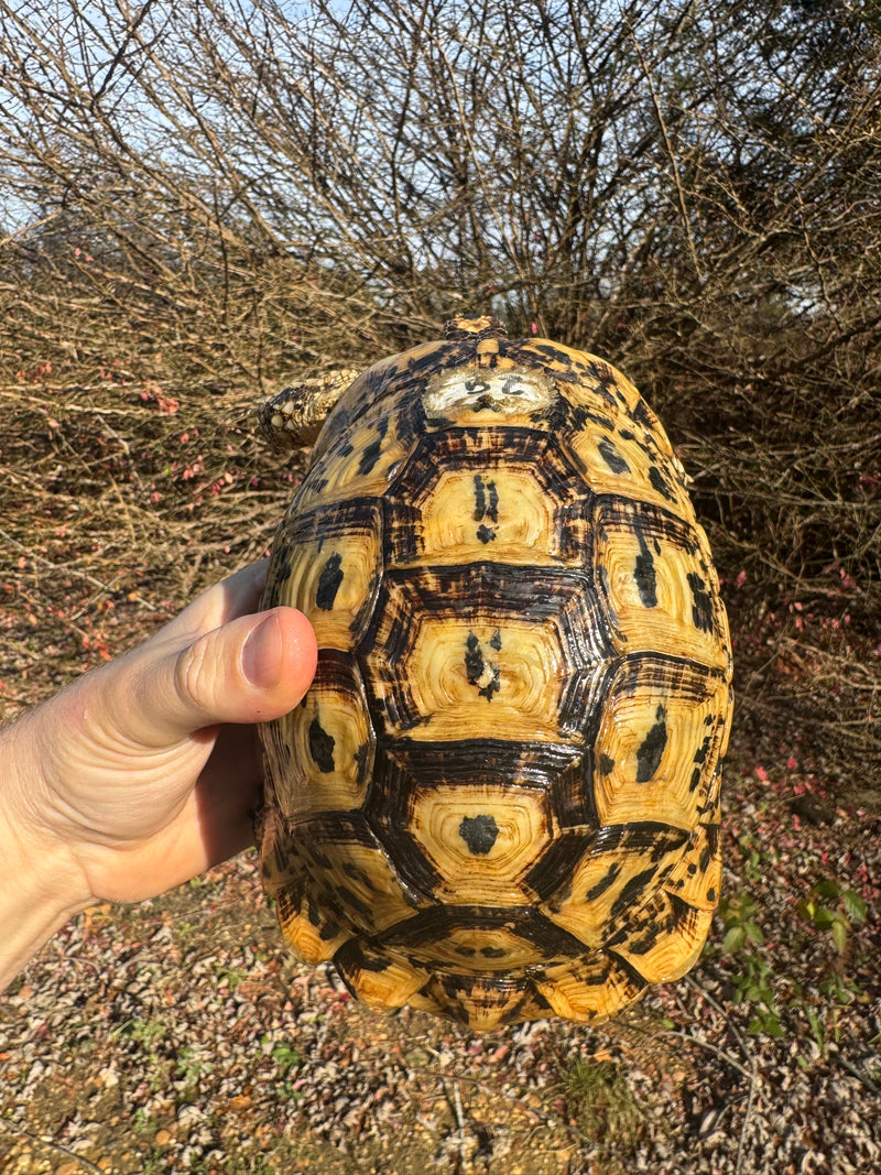 Libyan Greek Tortoise Adult Female