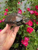 Reeves Turtles Adult Female