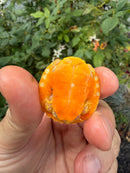 Albino Florida Red Bellied Turtle 2026