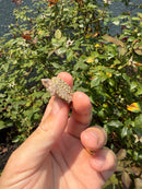 Albino Florida Snapping Turtle 2026