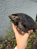 Burmese Black Mountain Tortoise Female