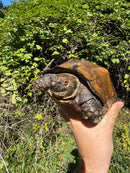 Keeled Box Turtle Adult Female