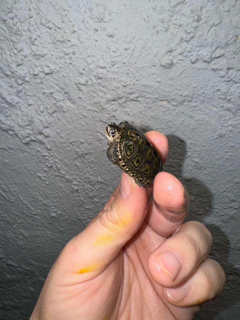 Hi White Concentric Diamondback Terrapin 2024