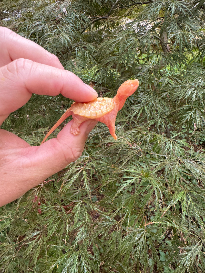 Baby Albino Common Snapping Turtle (No Eyes) (Chelydra serpentina)