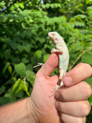 Snow Green Iguana 2024