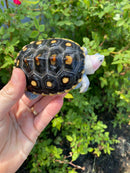 Ornate Diamondback Terrapin Female