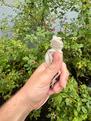 Hypo Zero Bearded Dragon