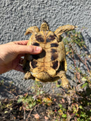 Eastern Hermann's Tortoise Adult Male