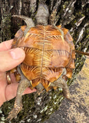 Spiny Hill Turtle CB 2024