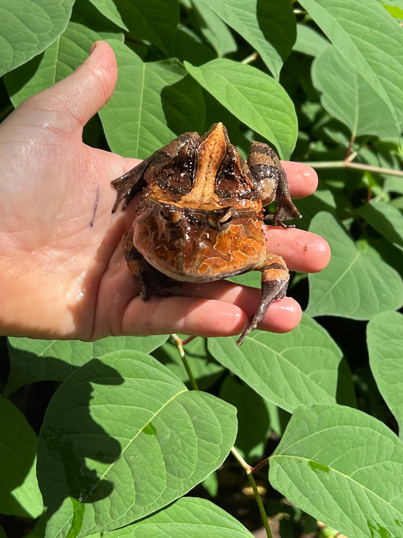 Brazilian Horned Frog Adult Pair