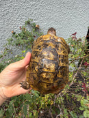 Mesopotamian Greek Tortoise Adult Male