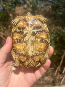 HI White Pancake Tortoise Adult Female