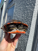 Super Red Northern Red Bellied Turtle Adult Male