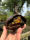White Lipped Mud Turtle Adult Pair
