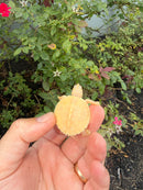 Albino Mississippi Map Turtle Baby