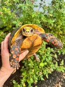Red Foot Tortoise Adult Female