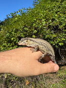 Gargoyle Gecko Adult Female