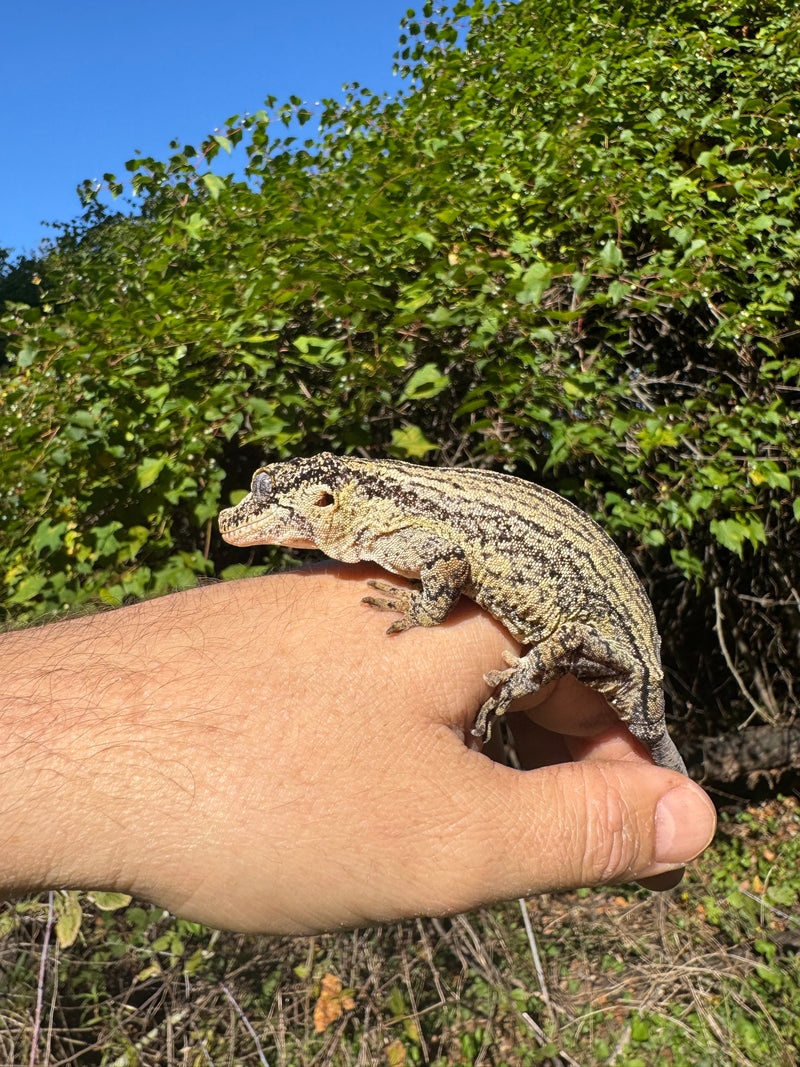 Gargoyle Gecko Adult Female