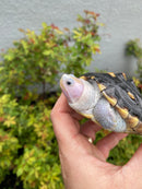 Ornate Diamondback Terrapin Female