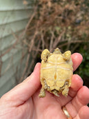 Leopard Tortoise 2024