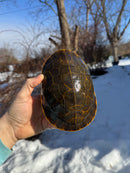 Florida Chicken Turtle CB  Adult Female