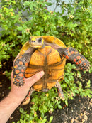 Red Foot Tortoise Adult Female