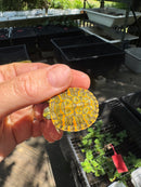 Orange Sunglow Baby Florida Red Bellied Turtle 2025