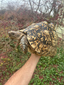 South African Giant Leopard Tortoise Adult Female