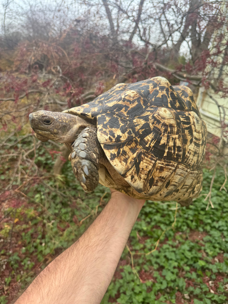 South African Giant Leopard Tortoise Adult Female