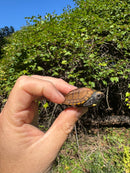 Keeled Box Turtle Baby 2025