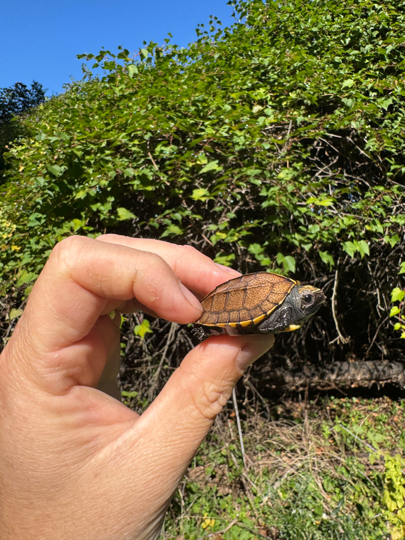 Keeled Box Turtle Baby 2025