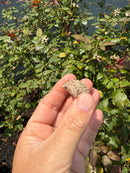 Albino Florida Snapping Turtle 2026