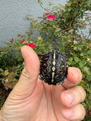 HI YELLOW Florida Box Turtle