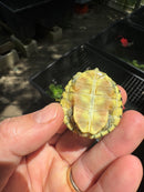 Pastel Clown Red Eared Slider Turtle 2025