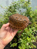 Flat Shell Turtle Juvenile Female 2025