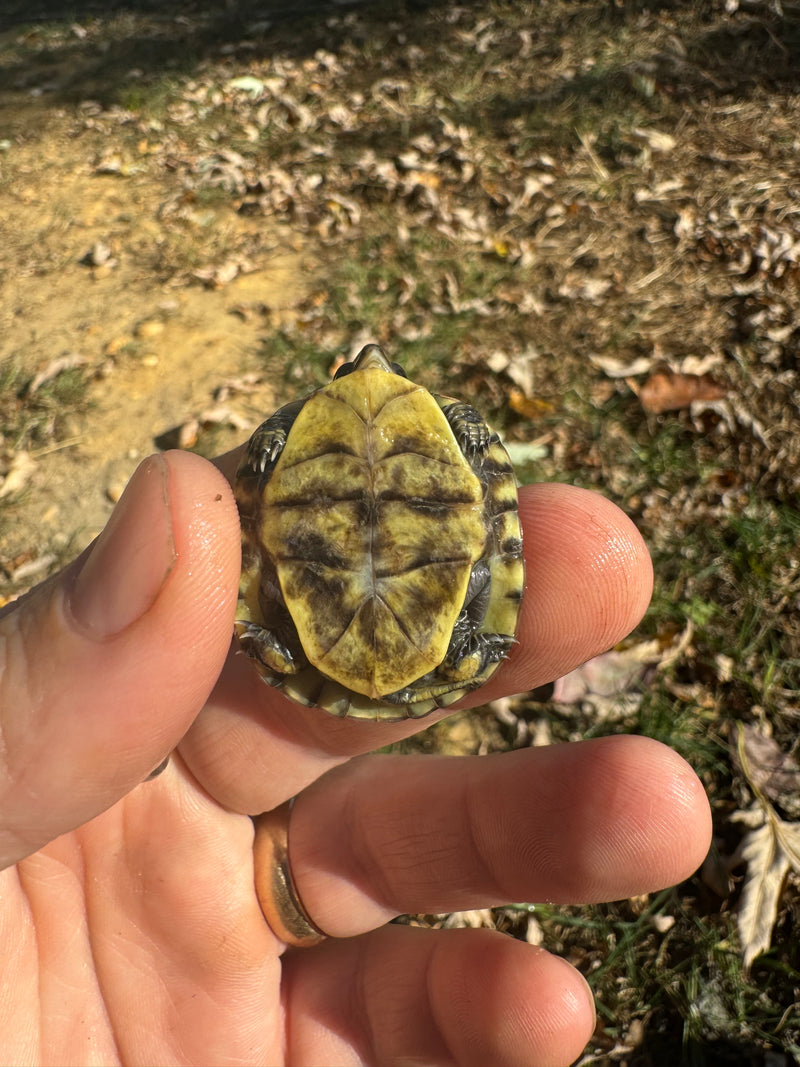 HI YELLOW Florida Box Turtle Baby 2024