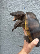 Florida Snapping Turtle Adult Female
