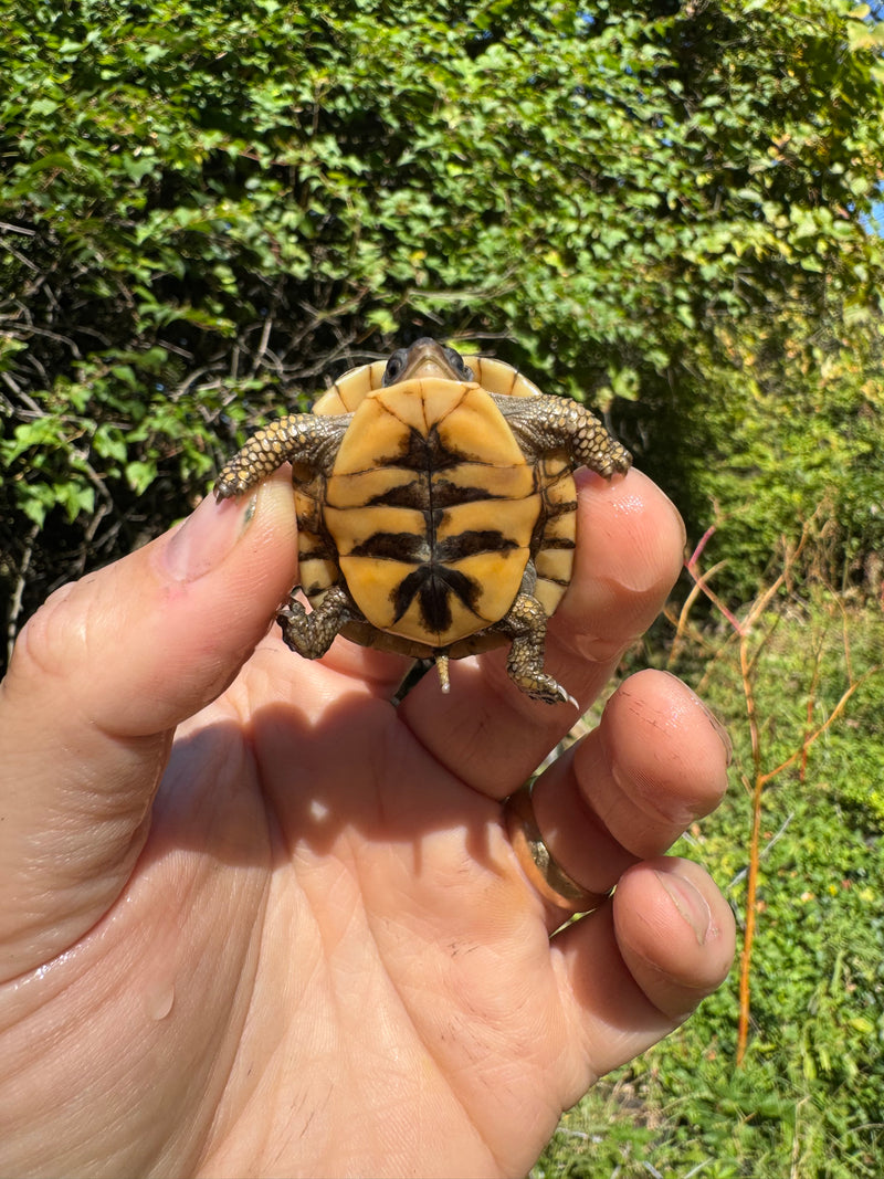 Hi Color Orange Baby Eastern Box Turtle