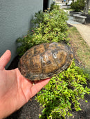 Franco-Italian Pond Turtle Adult Female