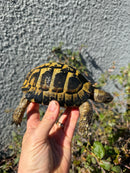 Eastern Hermann's Tortoise Adult Male