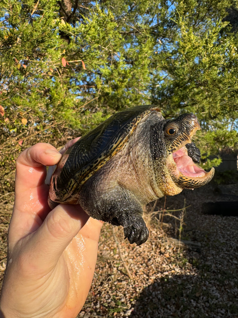 Vampire Musk Turtle Adult Pair