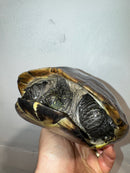 Reeves Turtles Adult Pair