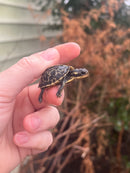 HI YELLOW Florida Box Turtle Baby