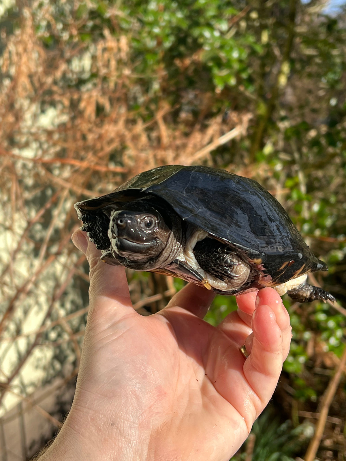 SMOKESTACKLIGHTNING-TORTOISE-